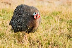 Helmeted Guineafowl (Pintade de Numidie)_7D2_0412 null