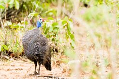 Helmeted Guineafowl-(Pintade de Numidie)_737A4678 null