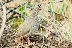 Francolin_à_bec_rouge_06-2 null