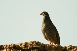 Francolin_a_bec_rouge_01-2 null