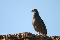 Redblleld francolin (Francolin à bec rouge) Redblleld francolin (Francolin à bec rouge)