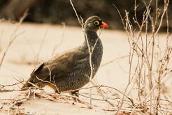 Francolin_a_bec_rouge_02-2 null