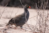 Redblleld francolin (Francolin à bec rouge) Redblleld francolin (Francolin à bec rouge)