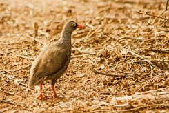 Francolin_a_bec_rouge_03-2 null