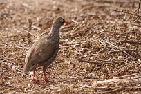 Redblleld francolin (Francolin à bec rouge) Redblleld francolin (Francolin à bec rouge)