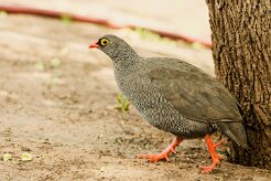 Francolin_a_bec_rouge_04-2 null