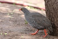 Redbilled francolin (Francolin à bec rouge) Waterberg