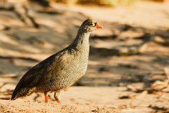 Francolin_a_bec_rouge_05-2 null