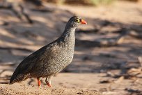 Redblleld francolin (Francolin à bec rouge) Redblleld francolin (Francolin à bec rouge)