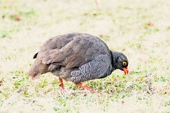 RED-billed spurfowl (Francolin à bec rouge)-737A0464-2 null