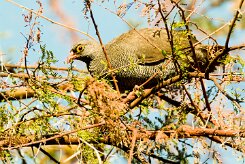 Red-billed Spurfowl (Francolin à bec rouge)_737A0282-2 null