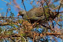 Red-billed Spurfowl (Francolin à bec rouge) Namibie - Waterberg