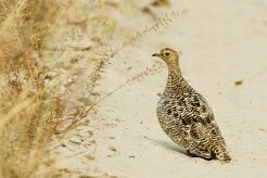 Red-billed Spurfowl (Francolin à bec rouge)_7D2_1163 null
