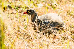 Red-billed Spurfowl (Francolin à bec rouge)_x737A3863-2 null