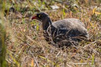 Red-billed Spurfowl (Francolin à bec rouge) Red-billed Spurfowl (Francolin à bec rouge)