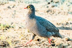 Red-billed spurfowl (Francolin à bec rouge)-737A0198-2 null