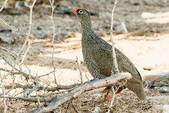 Red-billed spurfowl (Francolin à bec rouge)-737A9216-2 null