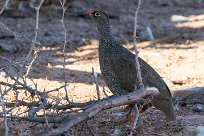 Red-billed spurfowl (Francolin à bec rouge) Twyfelfontein et Huad River - Damaraland - Namibie