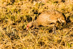 Red-necked spurfowl (Francolin à gorge rouge)_x737A3526 null