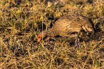 Red-necked spurfowl (Francolin à gorge rouge) Red-necked spurfowl (Francolin à gorge rouge)