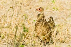 Swainson's Spurfowl (Francolin de Swainson)_7D2_1018 null