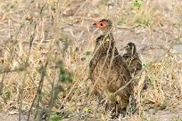 Swainson's Spurfowl (Francolin de Swainson) Chobe River