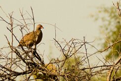 Swainson's Spurfowl (Francolin de Swainson)_x737A5349-2 null