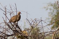 Swainson's Spurfowl (Francolin de Swainson) Swainson's Spurfowl (Francolin de Swainson)