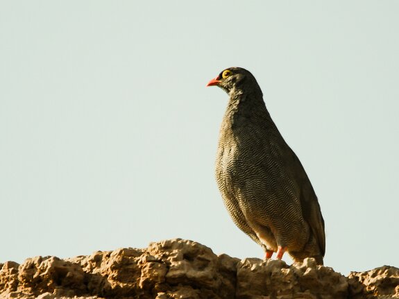 Francolin à bec rouge