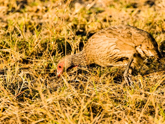 Francolin à gorge rouge