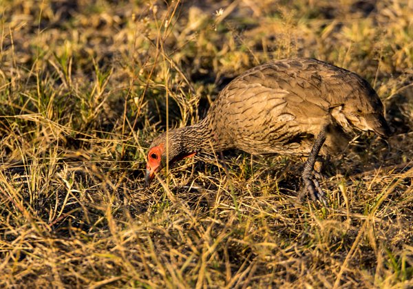 Francolin à gorge rouge