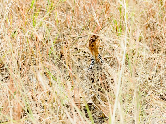 Francolin à poitrine dorée