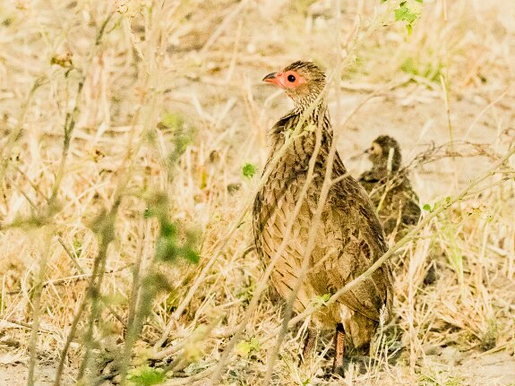 Francolin de Swainson