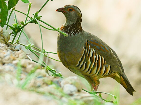 Perdrix Gambra