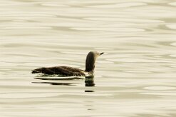 Plongeon catmarin_052_9268 null