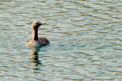 Plongeon catmarin_127_9965 null