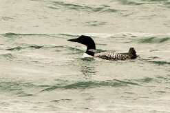 Plongeon imbrin_046_9199 null
