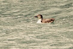 Plongeon imbrin_047_9202 null