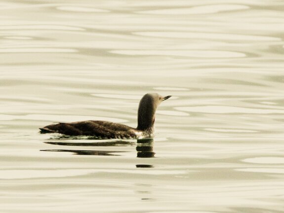 Plongeon catmarin
