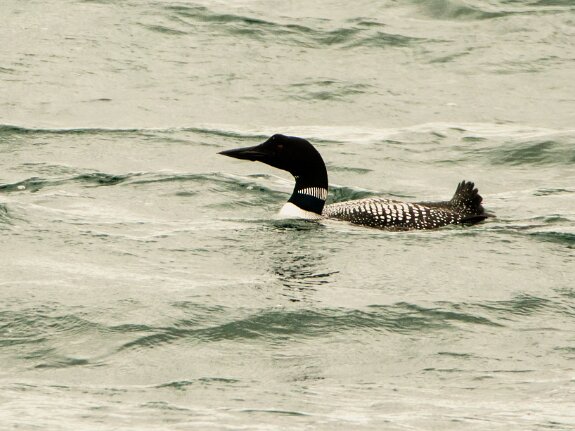 Plongeon imbrin