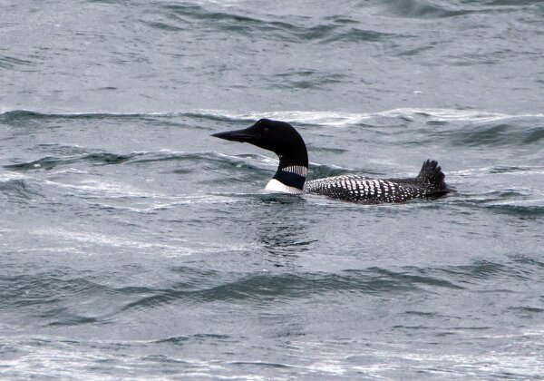 Plongeon imbrin
