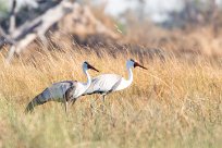 Wattled Crane (Grue caronculée) Chief Island