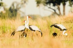 Wattled Crane (Grue caronculée)_7D2_2754 null