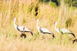 Wattled Crane (Grue caronculée)_7D2_2765 null