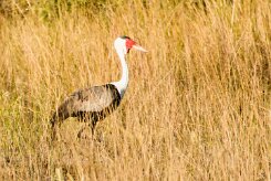 Wattled Crane (Grue caronculée)_x737A4373-2 null