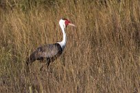 Wattled Crane (Grue caronculée) Wattled Crane (Grue caronculée)