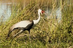 Wattled Crane (Grue caronculée)_x737A4826-2 null
