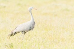 Blue Crane-(Grue de paradis)_737A5186-2 null