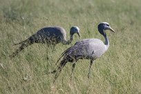 Blue crane (Grue de paradis) Etosha