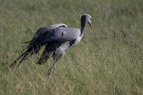 Blue crane (Grue de paradis) Etosha